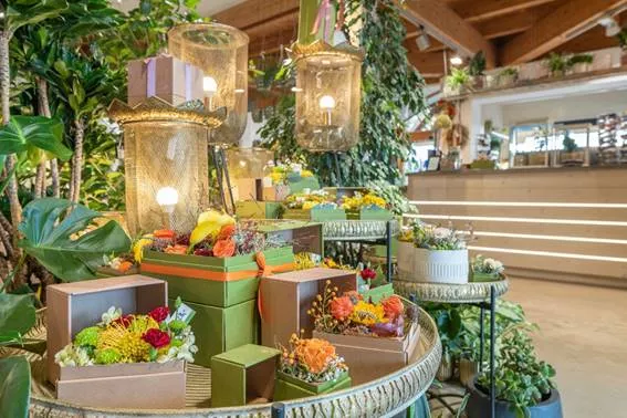 Der Indoorjungle fÃ¼r zu Hause