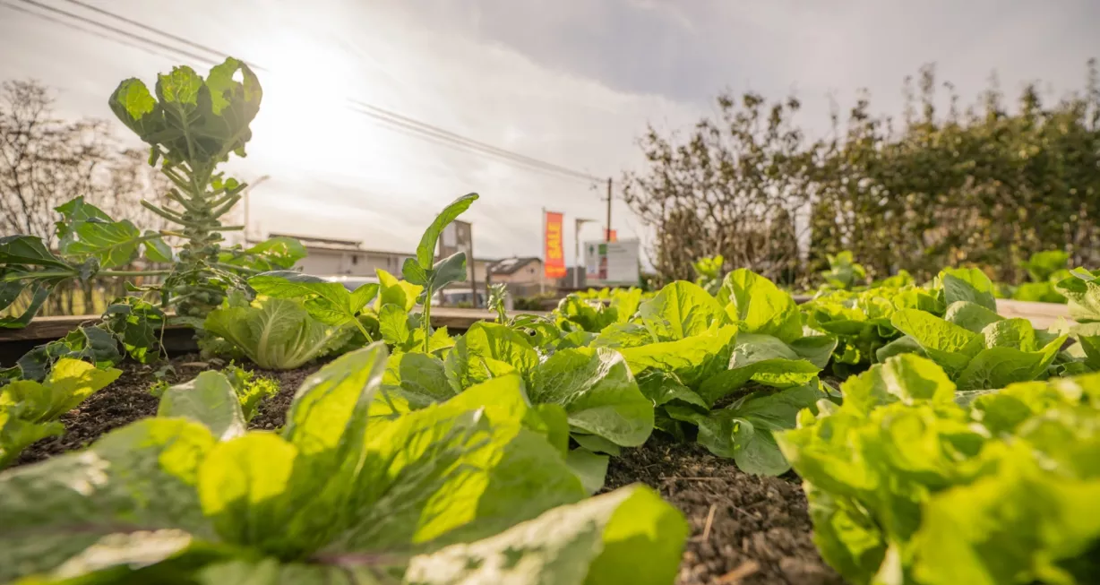 Hochbeetgarten im Gartencenter Kochauf