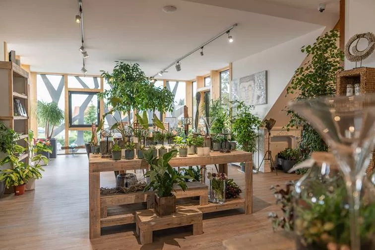 Besondere Zimmerpflanzen bei Garten Kochauf