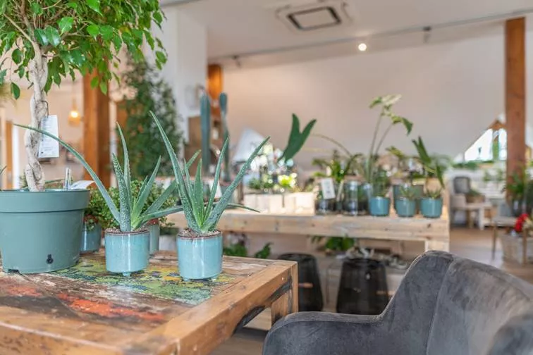 Pflanzen und Accessoires bei Garten Kochauf kaufen