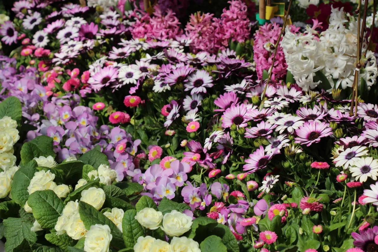 Ein BlumenstrauÃŸ auf einem Feld
